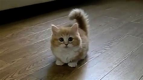 Sweet Cute Cats Video Compilation Youtube