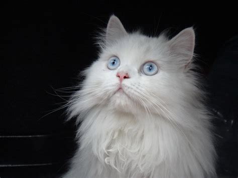 And they look very different from their dessert brachycephaly can also lead to eye problems in persian cats. How to Clean a Persian Cat's Eyes - Cats and Meows