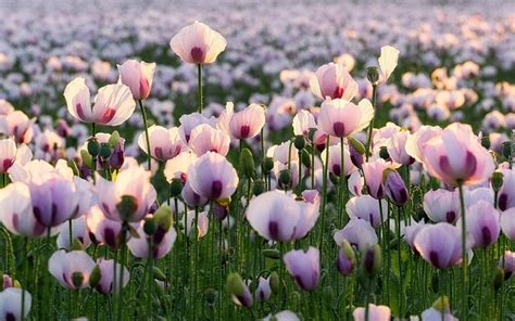 Flowers Pink Field Poppies Coolwallpapersme