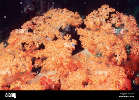 Colourful Marine Creatures Scuba Diving Holidays Tourism Orange Soft