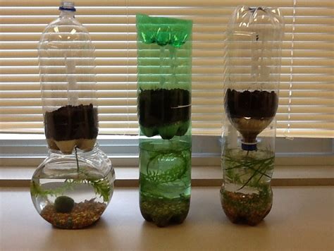 Mini Ecosystem In A Bottle