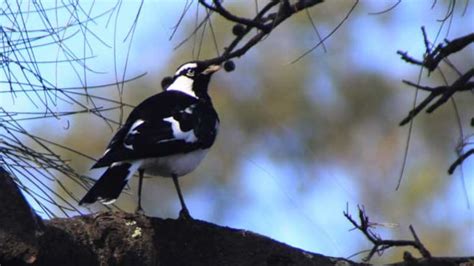 Magpie Lark A Real Lover