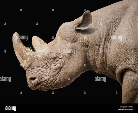Rhino Face Profile