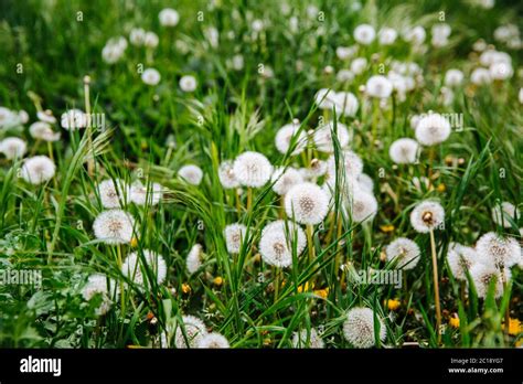Green Field With Yellow And White Dandelions Stock Photo Alamy