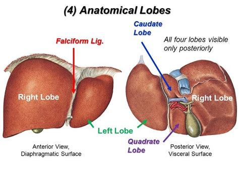 The liver is a peritoneal organ positioned in the right upper quadrant of the abdomen. Related image | Liver anatomy, Liver cancer, Teaching