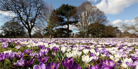 Beautiful Places To See Spring Flowers In London