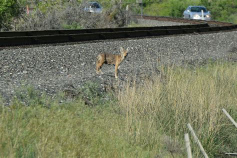 Inland 360: Where you go for what you do | Gallery | Coyote Crossing