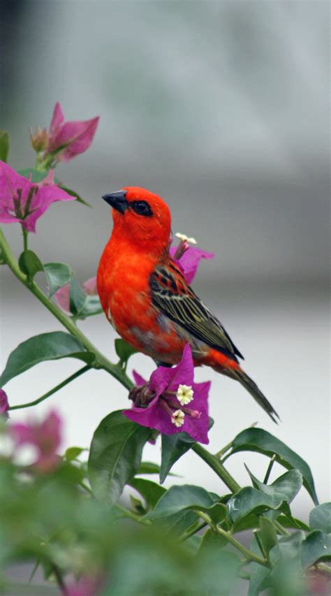 Red Bird Wallpaper Small Red Birds 1440x2592 Download Hd