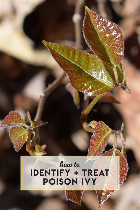 How To Identify Treat Poison Ivy — Boston Mamas