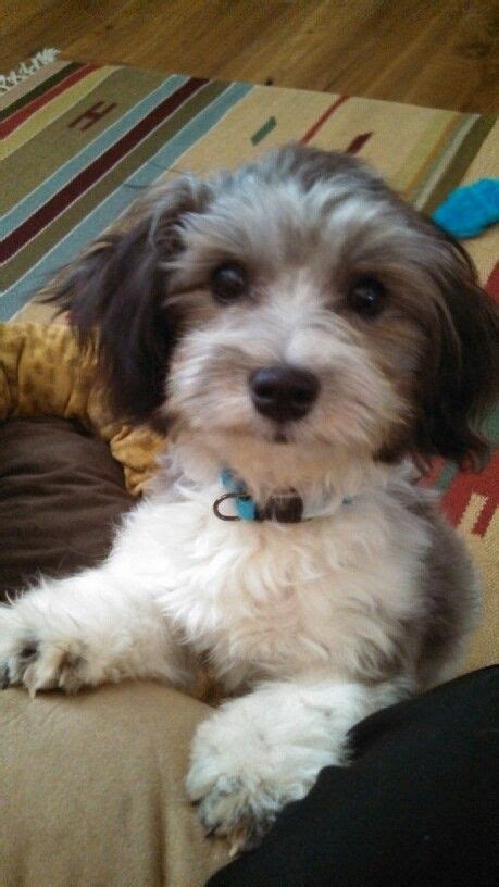 10 best havanese haircuts for your puppy. The 25+ best Havanese haircuts ideas on Pinterest ...