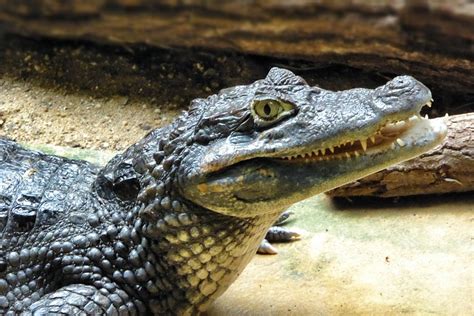 Free Photo Cayman Animal Reptile Free Image On Pixabay 589399
