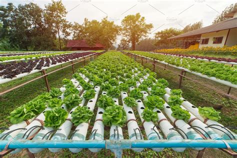 Organic Hydroponic Vegetable In Farm Stock Photo Containing Farming And