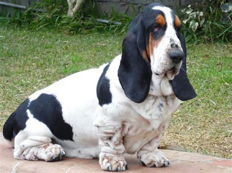 10 Best Basset Hound Dog Names