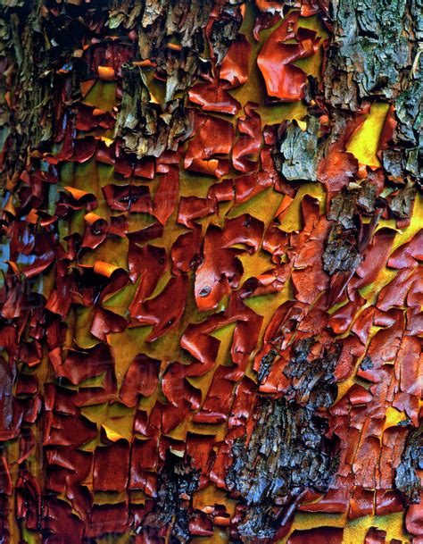 Usa Oregon Siskiyou National Forest Peeling Bark Of A Pacific