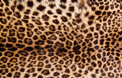 Wallpaper Skin Fur Leopard Texture Animal Fur Images For Desktop