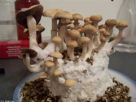 A Guide To Psilocybin Mushroom Grow Kits Cultivating Magic At Home