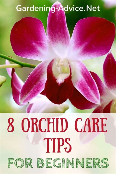 Growing Orchids For Beginners Orchid Care Instructions And Tips