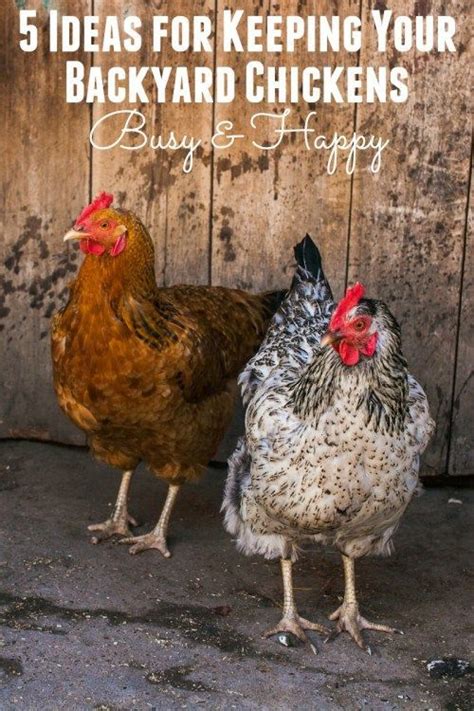 How To Keep Backyard Chickens Busy And Happy Happy Mothering Chickens Backyard Urban Chickens