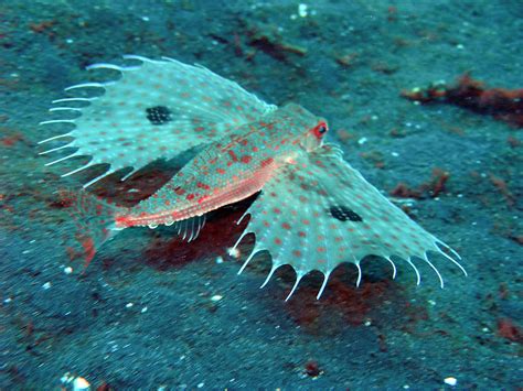 The Oriental Flying Gurnard Has Large Pectoral Fins With Eye Spots