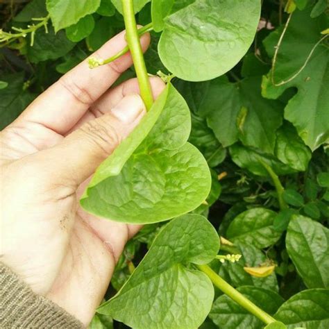 Jangan lupa rendam kacang hijau. 20 pcs Biji benih bayam Malabar hijau remayung hijau ...