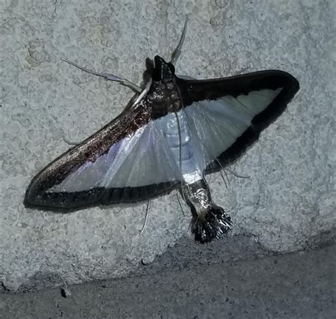 Really Cool Moth With See Through Wings Insects