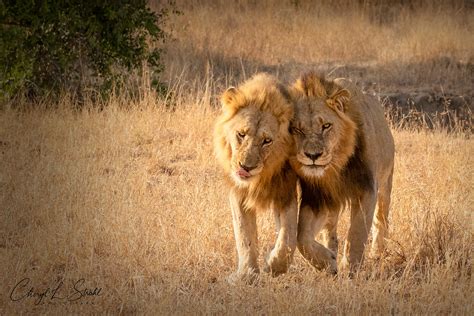 Brotherly Lion Love Two Lions Brothers Photographed In Flickr