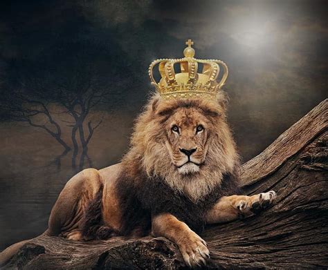 King Lion The Lion King Crown Animal World Art Dangerous