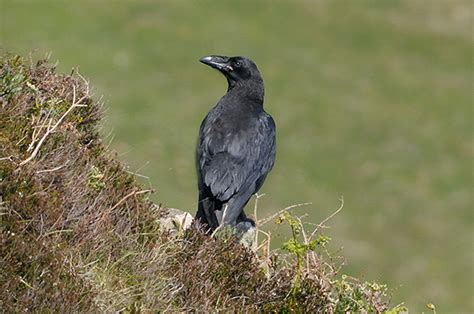 bird life around strathy strathy bay on the north sutherland coast scotland
