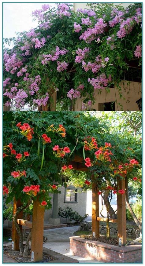 What Are The Best Climbing Flowering Plants Home Improvement