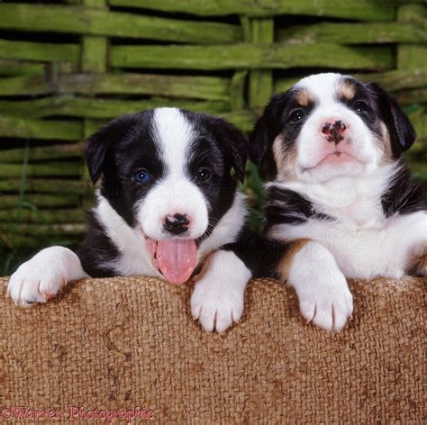 Dogs Border Collie Pups Photo Wp22177