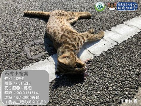 心碎！小石虎在和美交流道遭路殺 研究員：剛吃飽要回棲地 生活 自由時報電子報