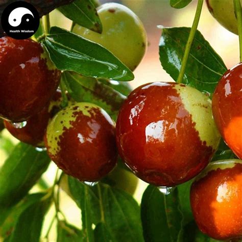 Fruit trees for sale from orange pippin. Buy Chinese Date Fruit Tree Semente 25pcs Plant Ziziphus ...