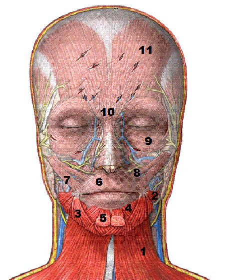 Primer Plano De Los Músculos De La Mímica Facial 1 Platisma 2