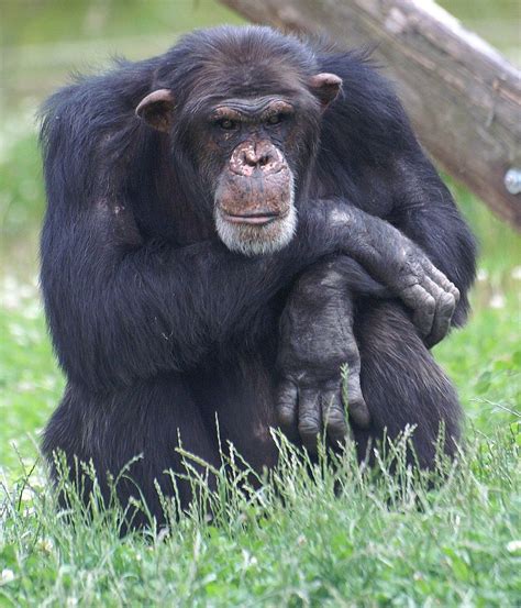 Human and Chimp Genes May Have Split 13 Million Years Ago | Live Science