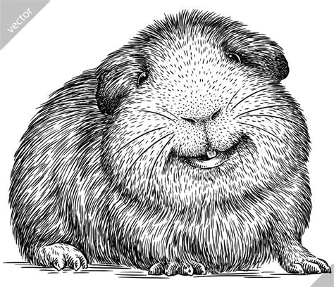 Black And White Engrave Isolated Guinea Pig Vector Illustration Stock
