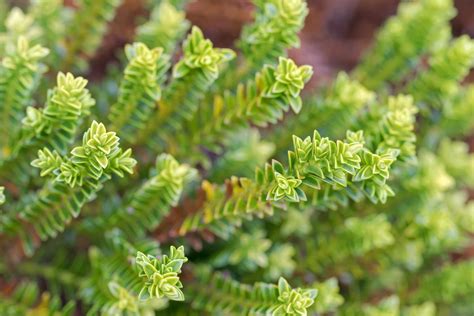 How To Grow And Care For Hebe Shrubs