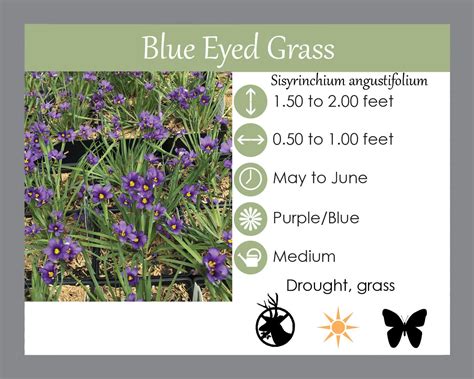 blue eyed grass lucerne lauren s garden service and native plant nursery
