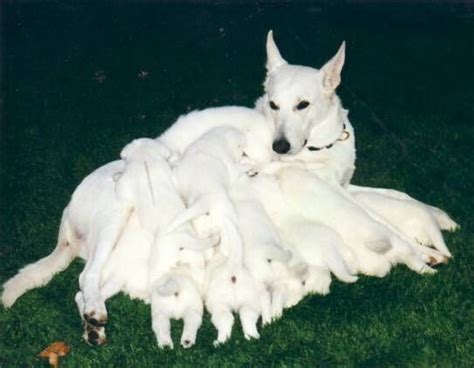 American White Shepherds Supposedly Mellower And Less Aggressive Than