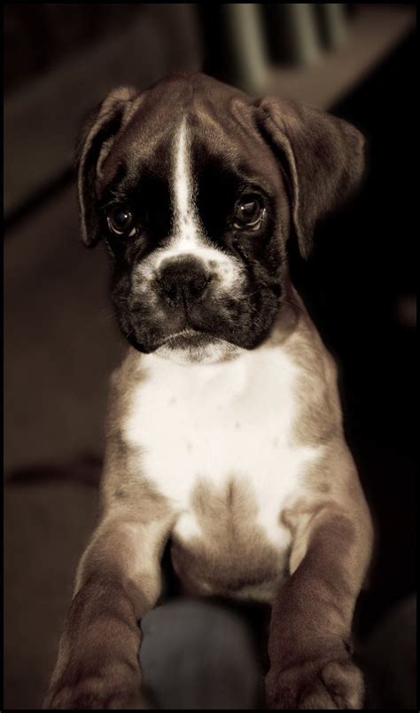 Boxer Puppy By Relderson On Deviantart Boxer Puppy Boxer Puppies