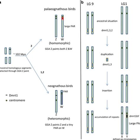 Evolutionary Pathways Of Old And Young Sex Chromosomes As Exemplified Download Scientific