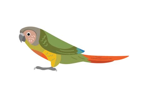 Green Cheeked Conure Svg Cut File By Creative Fabrica Crafts · Creative