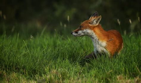 Little Fox Little Fox In The Meadow Wayne Havenhand Flickr