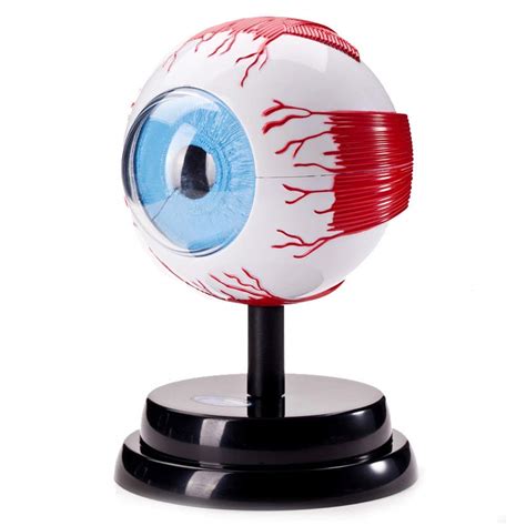 Buy Teaching Model Eye Ball Anatomy Model Detachable Human Eyeball
