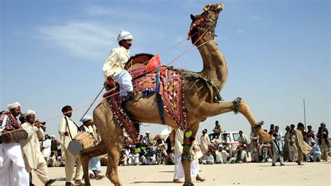 Subhash karnawat ke camel dance in sultanacamel dance رقص الجمل بشكل