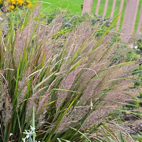 Korean Feather Reed Grass Perennials Great Garden Plants In 2022