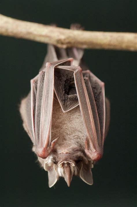 Leaf Nosed Bat Phyllostomidae Amazon Photograph By Murray Cooper Pixels