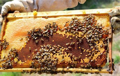 كيفية تربية النحل في المنزل