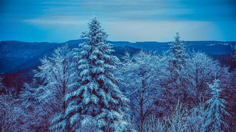 Download Wallpaper 1366x768 Winter Trees Forest Snow Snowy Tablet