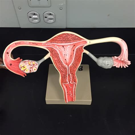 Uterusovary Model Diagram Quizlet