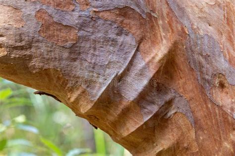 Scribbly Gum Tree Bark Background Stock Image Image Of Eucalyptus